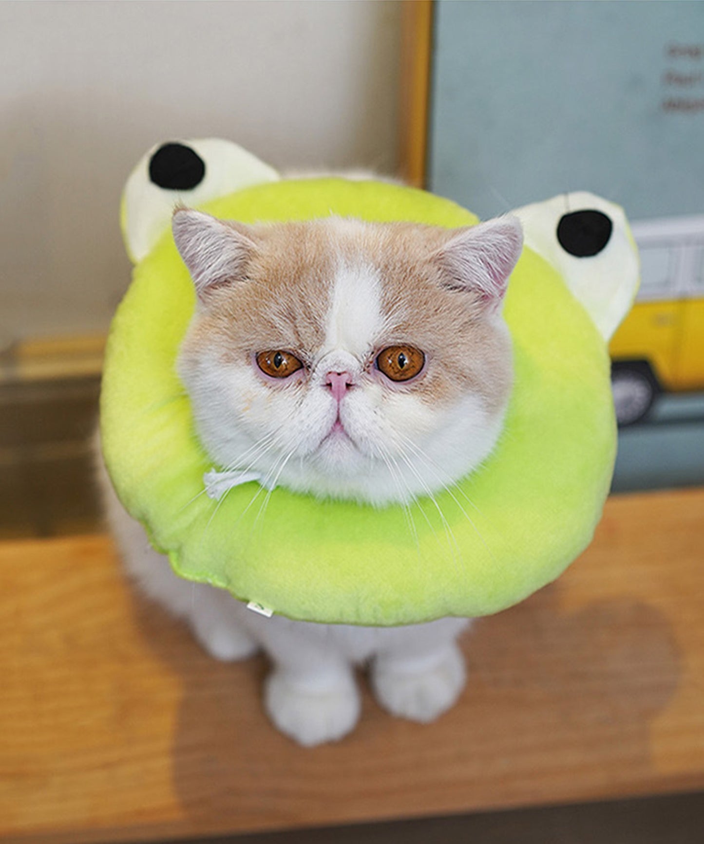 ペット用エリザベスカラー
