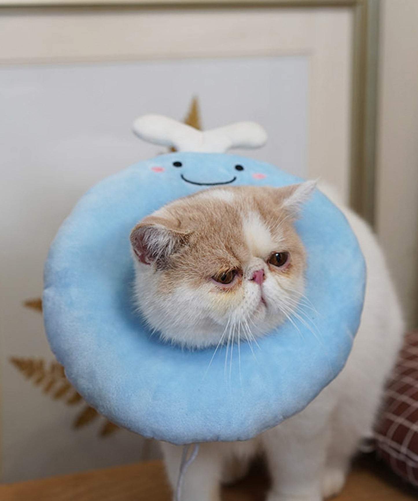 ペット用エリザベスカラー