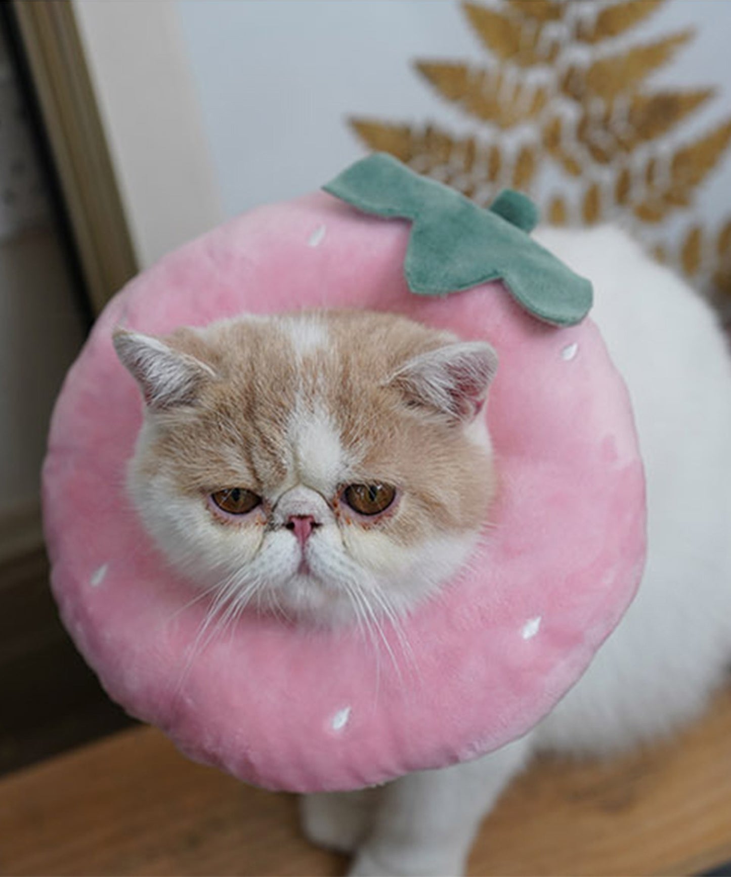 ペット用エリザベスカラー