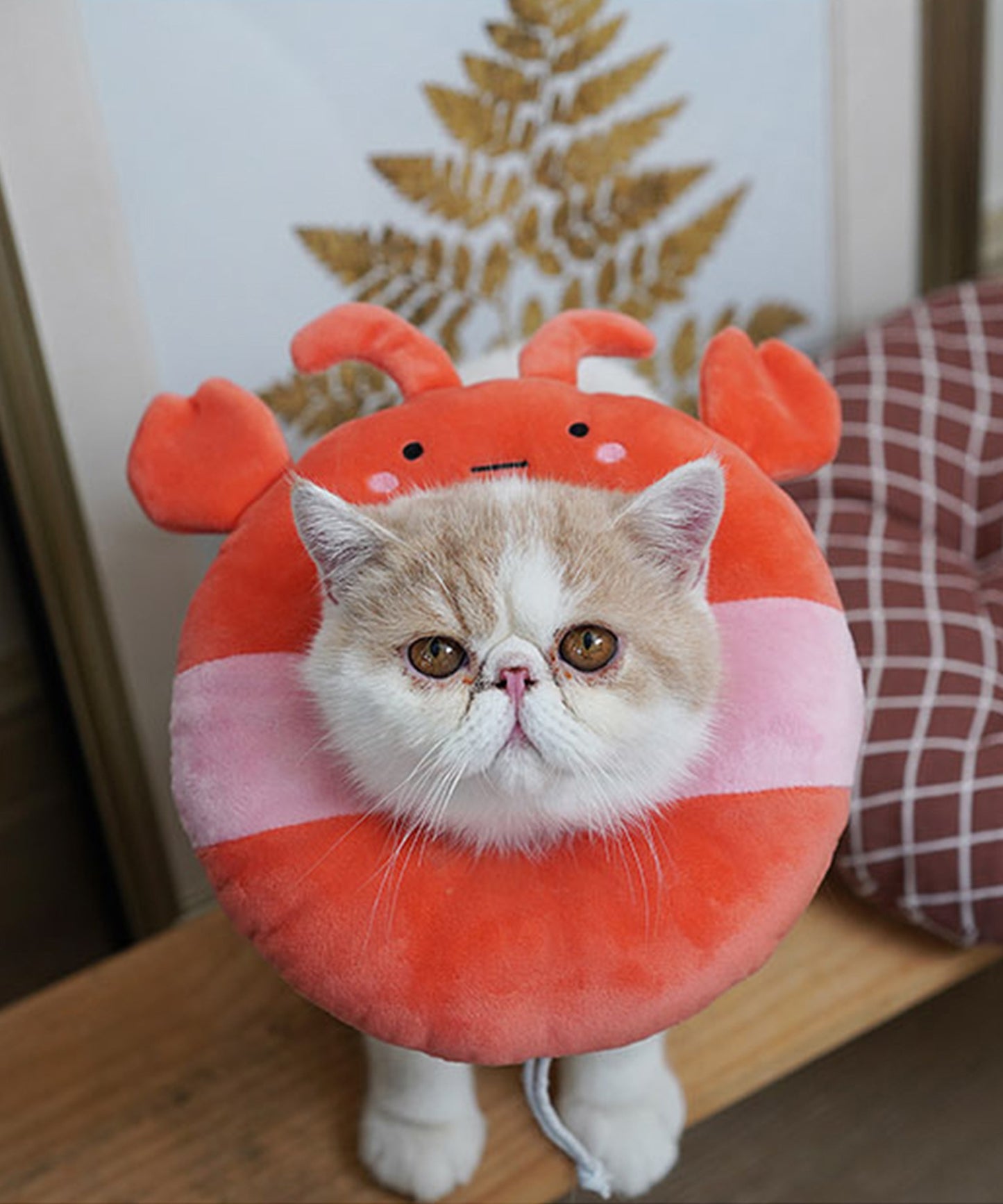 ペット用エリザベスカラー