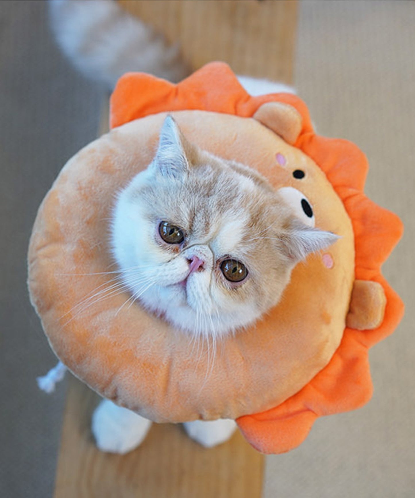 ペット用エリザベスカラー