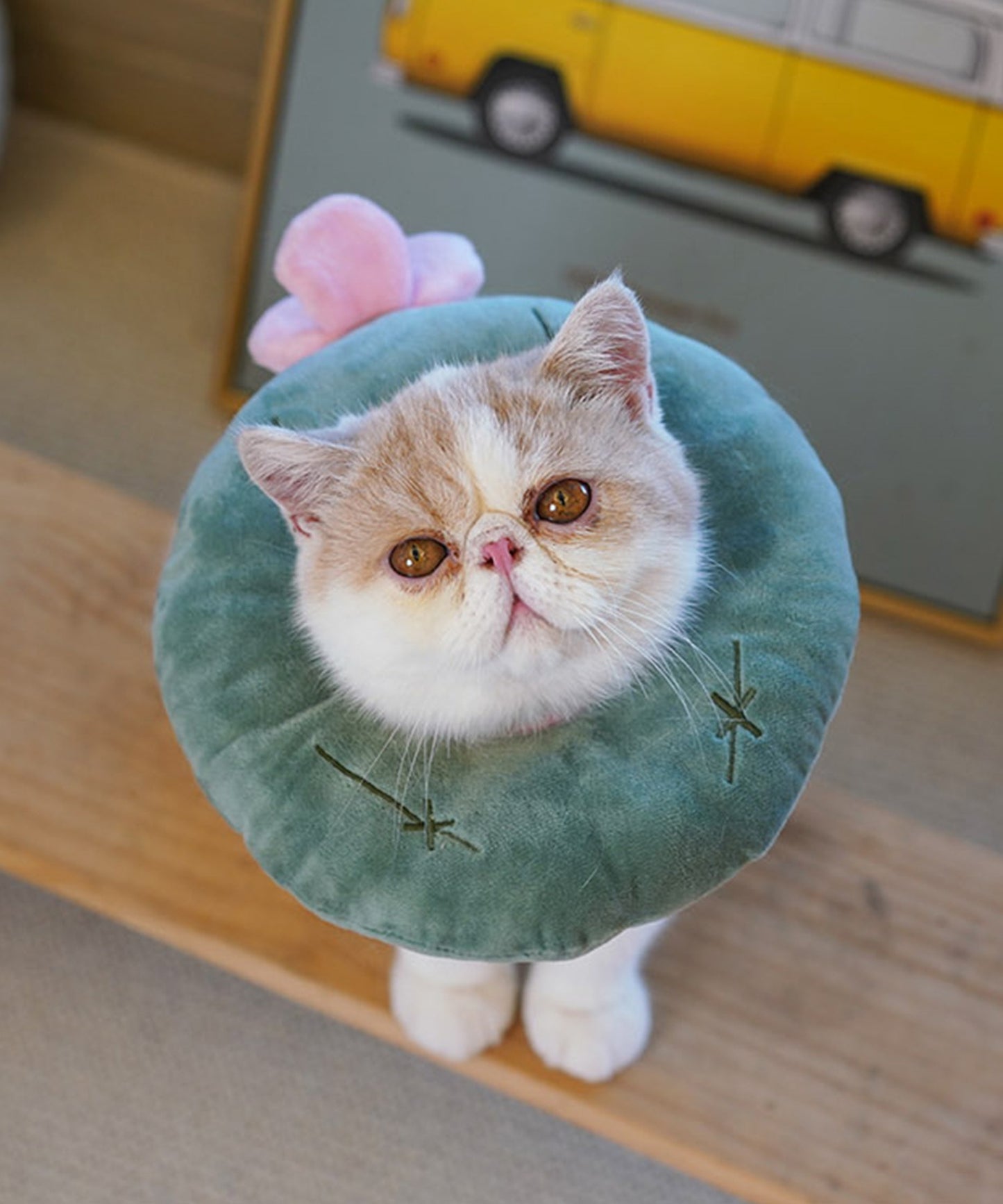 ペット用エリザベスカラー
