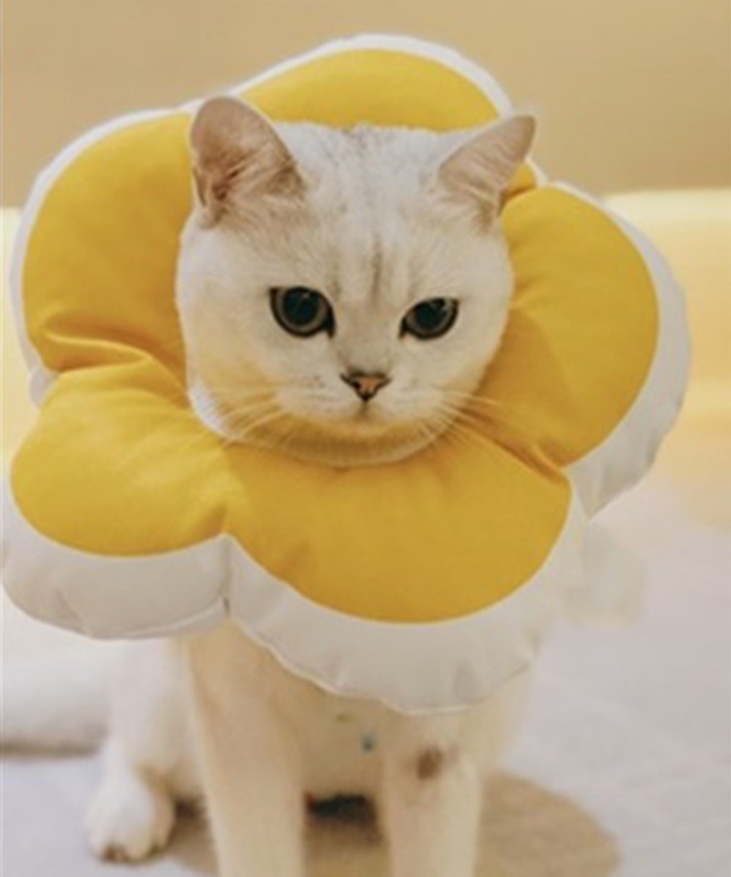 Elizabeth collar flower shape for pets